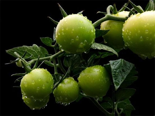 Green Tomatoes