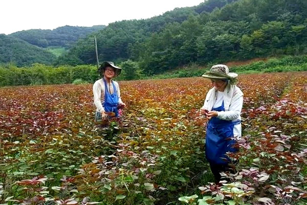 지리산 하동 유기농 들깨밭을 경작하는 황치익 정홍미 부부