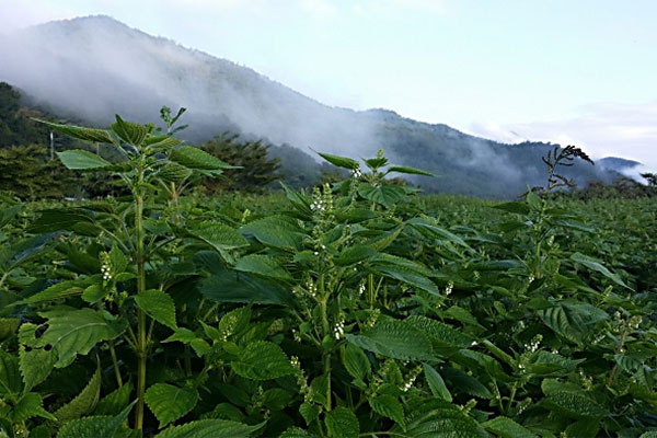 지리산의 생명력과 농부의 손길로 훌륭한 들깨가 생산된다