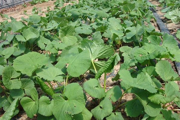 미각을 깨우는 봄나물 곰취