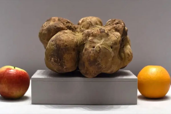 4.16 Pound Sotheby’s White Truffle – $61,250