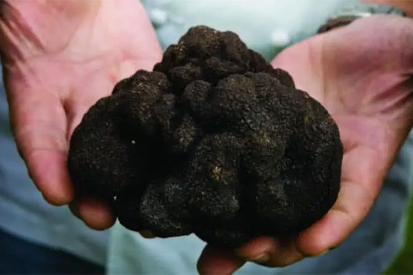 2.86 Pound Croatian Truffle – $330,000