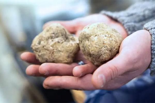 3.3 Pound White Tuscan Truffle – $330,000