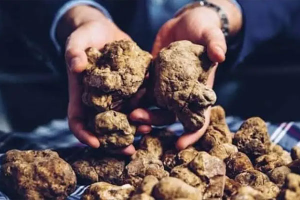 White Truffle Of Alba – $160,406