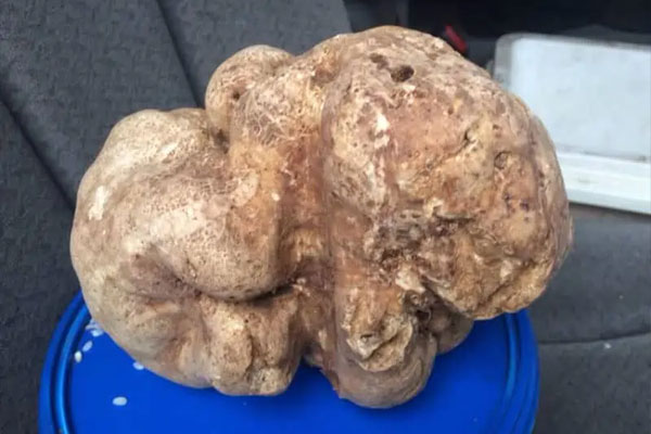 Monster 1KG Truffle – $132,275