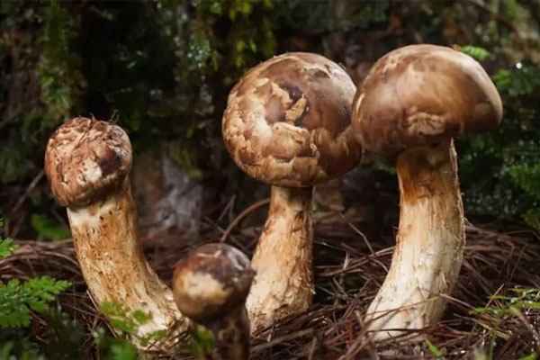Matsutake Mushrooms(송이버섯)
