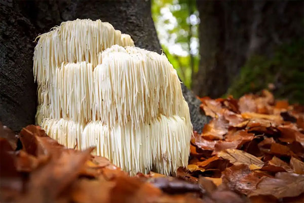 Lion’s Mane – $8~$36 Per Pound