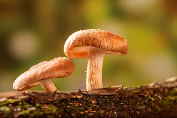 Shiitake Mushrooms – $12~$24 Per Pound
