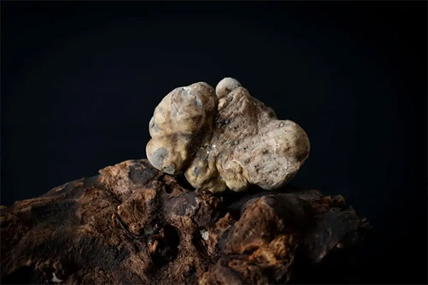 European White Truffle – $3,600 Per Pound