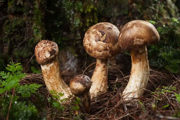 Matsutake Mushrooms – $1,000~$2,000 Per Pound