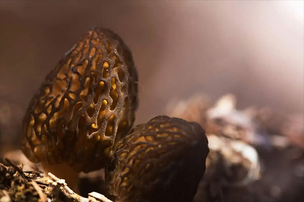 Morels – $254 Per Pound