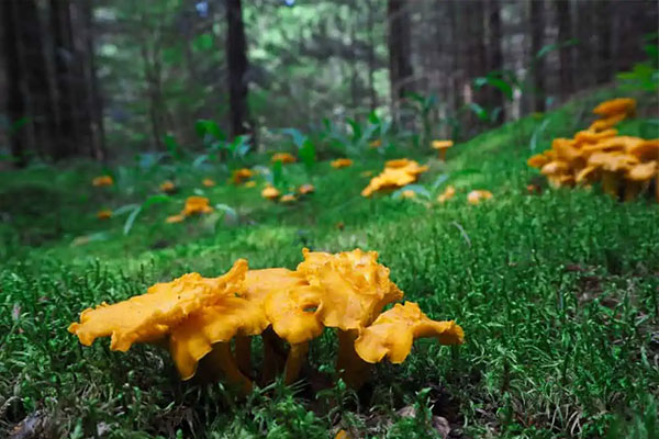 Chanterelles – $225 Per Pound