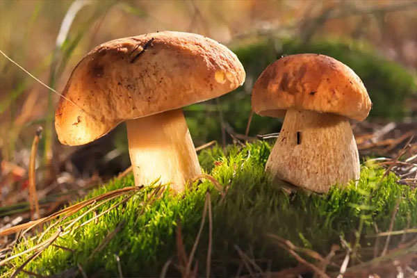 Porcini Mushrooms – $55~$70 Per Pound