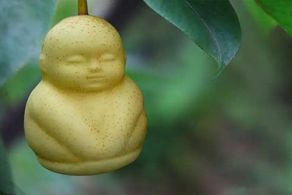 Buddha Shaped Pears – $9 Each