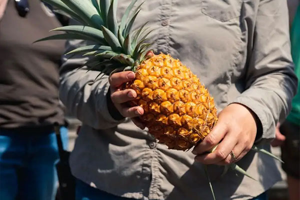 Lost Gardens of Heligan Pineapple – $1,600 Each