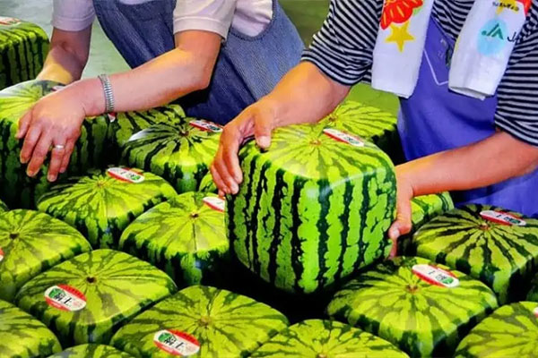 Square Watermelon – $800 Each