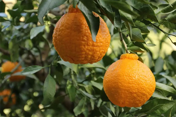 Dekopon Citrus – $80/Pack