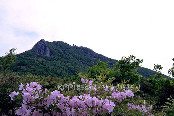 함양의 제 8경 대봉철쭉