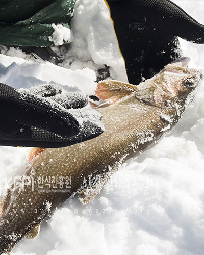 입맛부터 손맛까지 책임져주는 겨울 송어 경기도