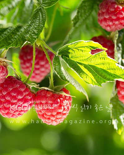 여름의 달콤함, 복분자와 수박, 고창