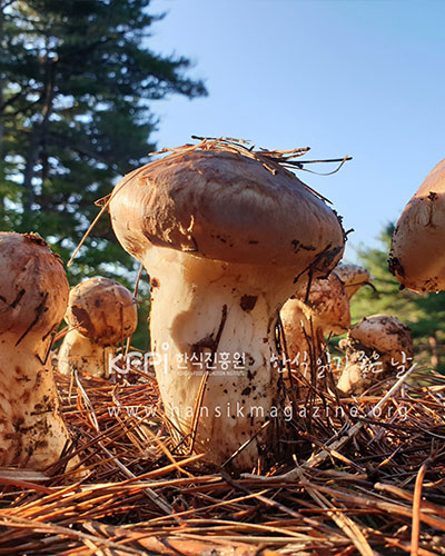 가을바람 솔솔 불면... 자연의 맛과 향, 송이버섯 강원