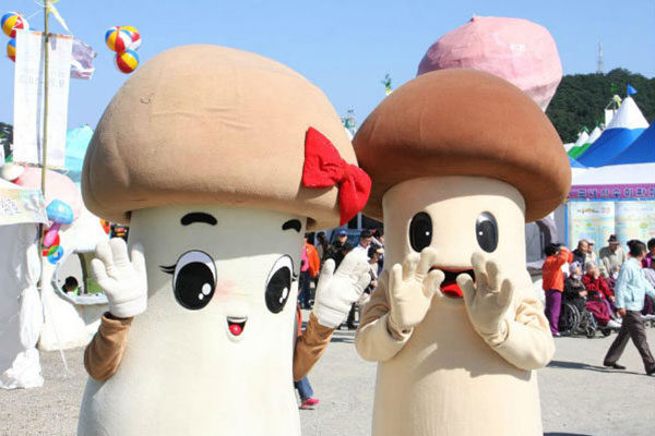 양양 송이 축제