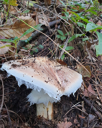 송이의 맛