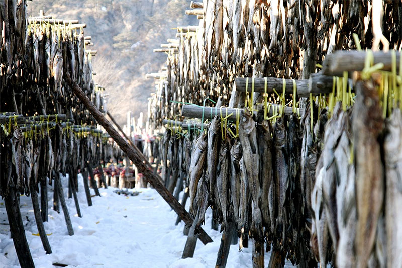 황태가 되기까지, 명태의 여정