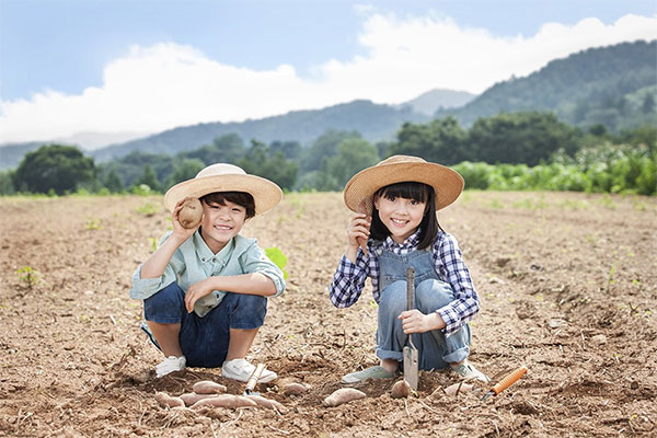 한식의 재료 감자