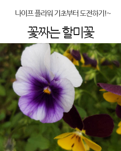 꽃짜는 할미꽃 pasque flower