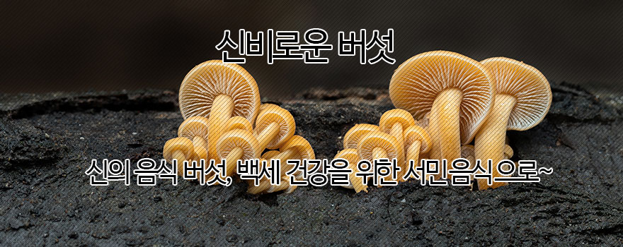 신비로운 버섯