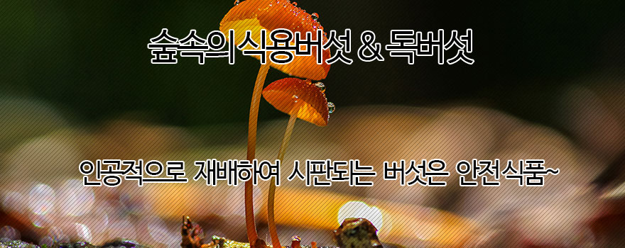 식용버섯 & 독버섯