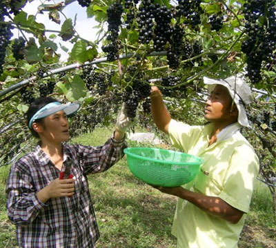 수도산와이너리