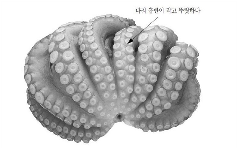 문어 국내산 No2.