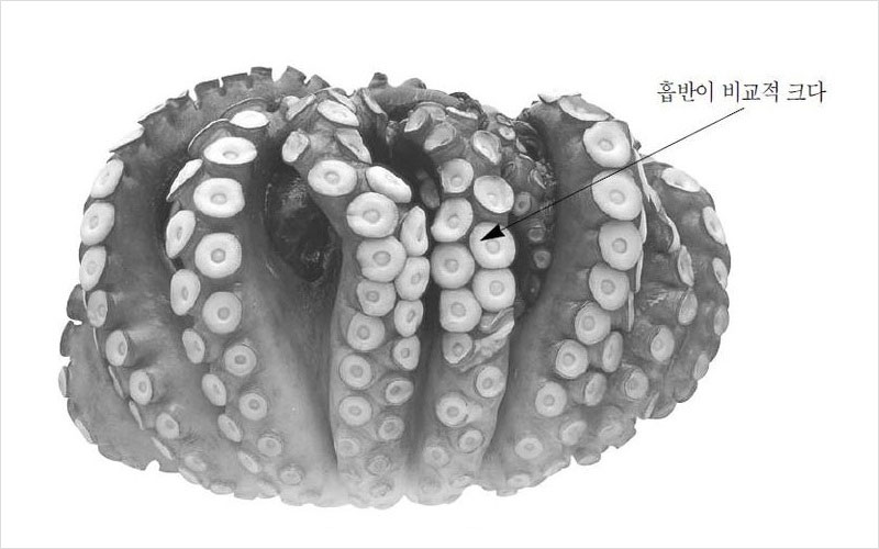 문어 모로코산 No2.