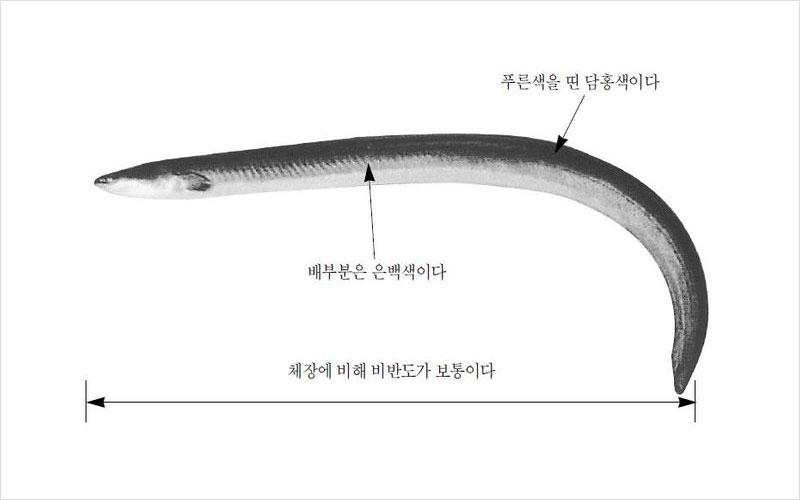 뱀장어 국내산 No2.