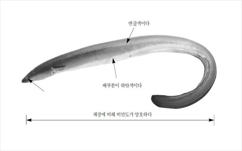 뱀장어 중국(양식)산 No2.