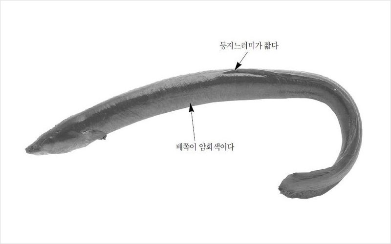 뱀장어 뉴질랜드산 No2.