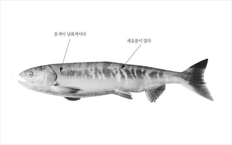 연어 국내산 No2.