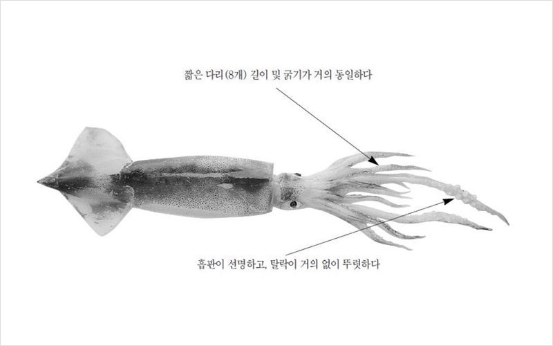 오징어 국내산 No2.