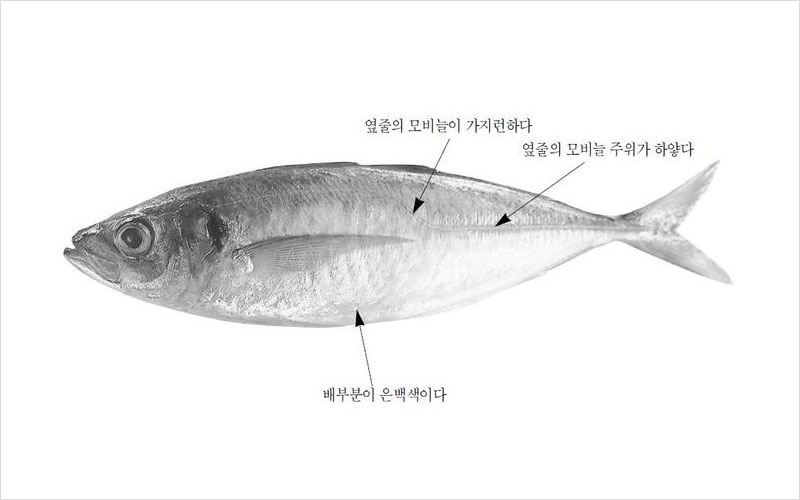 전갱이 국내산 No2.