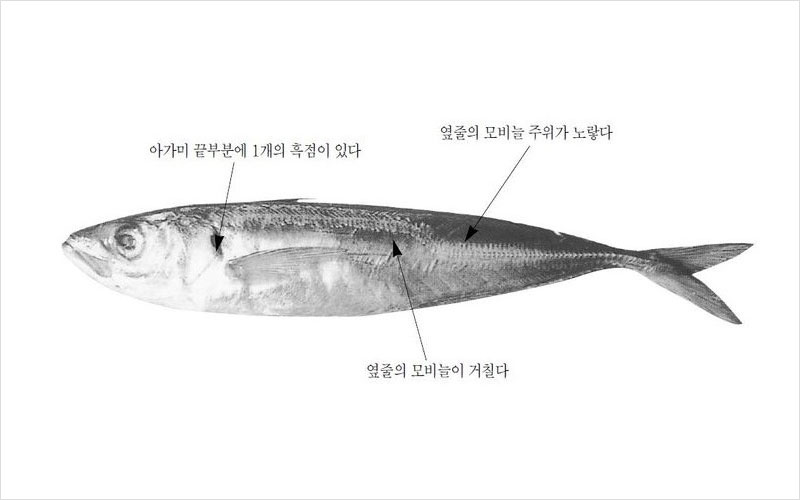 전갱이 뉴질랜드산 No2.