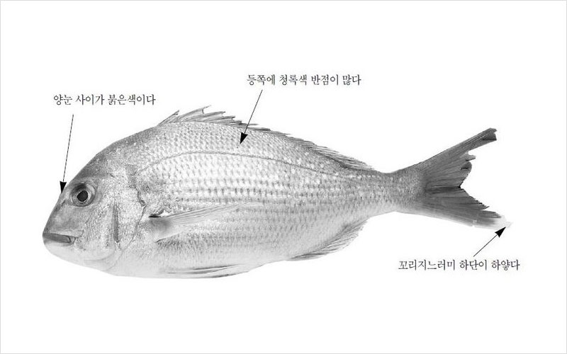 참돔 뉴질랜드산 No2.