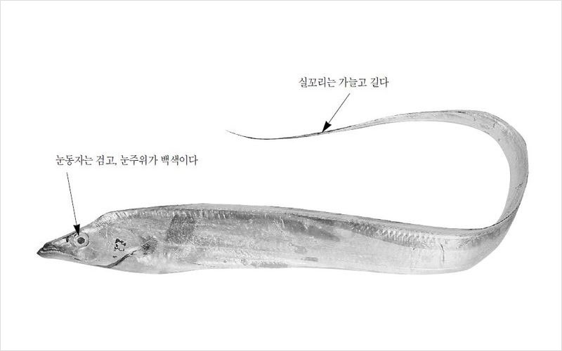 갈치 국내산 No2.