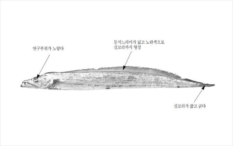 갈치 인도네시아산 No2.