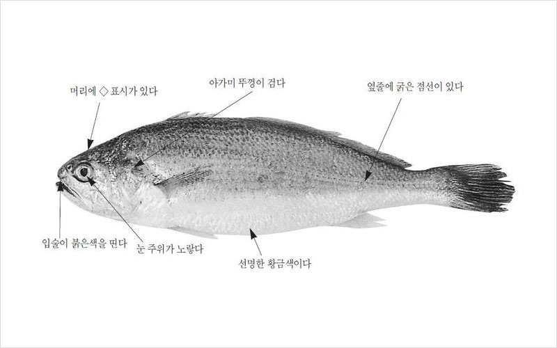 참조기 국내산 No2.