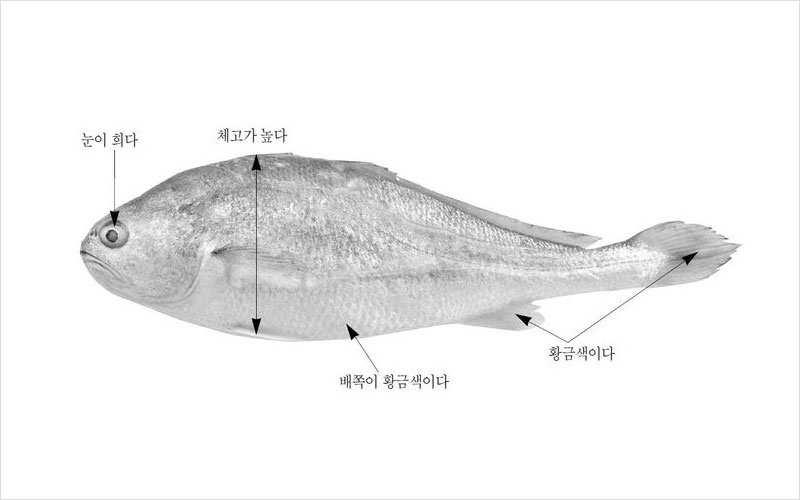 참조기 중국(부세)산 No2.