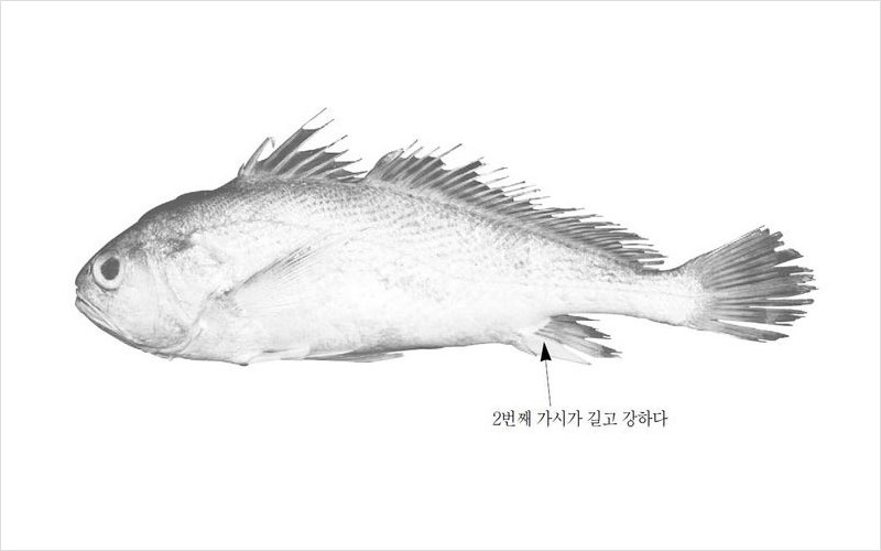 참조기 기니(긴가이석태)산 No2.