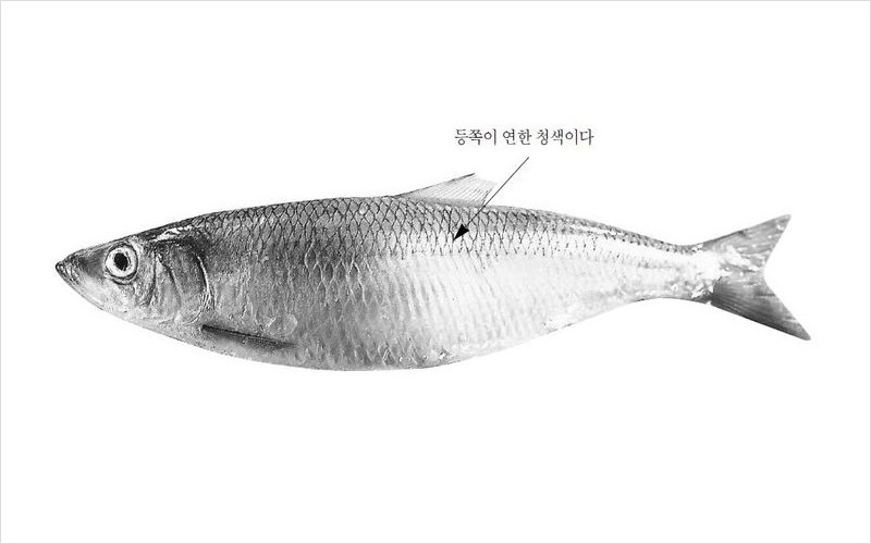 청어 국내산 No2.