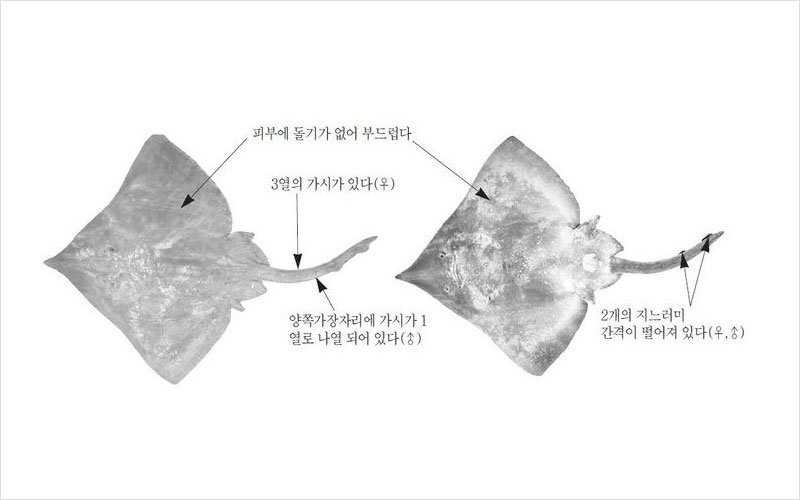 홍어 국내산 No2.